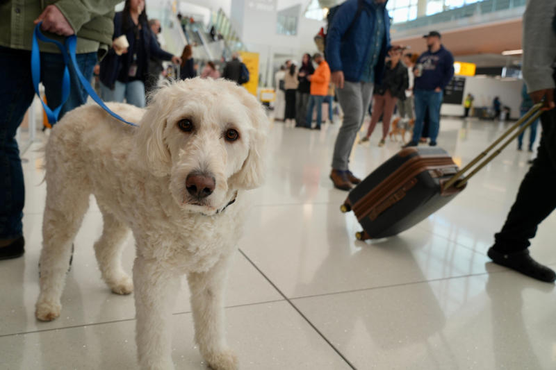 'If we get stuck here, that’s OK', How many flights have been canceled since FAA cuts took effect? , Delta, Southwest Airlines warn of additional travel disruptions, 'Better than I had expected', Trade group: Millions of passengers affected by shutdown cancellations, delays, How to contact customer service for Delta, United, other airlines , Transportation secretary issues warning: 'It's only going to get worse' , What are airports like today? Follow 2 USA TODAY reporters' flights., Winter storm could exacerbate travel challenges , Are private jet flights impacted by flight cancellations? , Travelers find roundabout ways to their destinations, Are international flights affected?, Why is the government shutdown disrupting flights?, Which airports are impacted by the cuts?