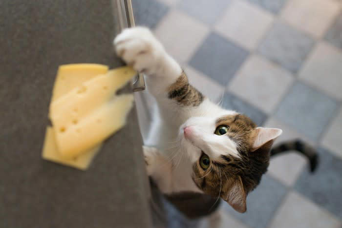 1.食べ物の匂いに惹かれるから, 2.興味深いものがたくさんあるから, 3.飼い主さんにかまって欲しいから, キッチンは危険がいっぱい、愛猫に有効な侵入防止策とは？