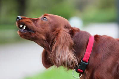 犬を甘やかしすぎることで起こるリスク5つ, 1.おやつや人間の食べ物の与えすぎ, 2.要求行動がエスカレートする, 3.しつけが曖昧になり混乱を招く, 4.依存傾向や分離不安の悪化, 5.他の犬や人に慣れにくくなる, なぜ“愛情”が逆効果になるのか？, 「自分の方が上」と誤解することも, 我慢や判断する力が育たない, 飼い主が“頼れる存在”に見えなくなる, 甘やかさずに愛情を伝える「ちょうどいい距離感」, スキンシップは「犬のペース」に合わせて, 日常に「待つ・我慢する」時間も取り入れる, 必要なときには毅然とした態度も大切