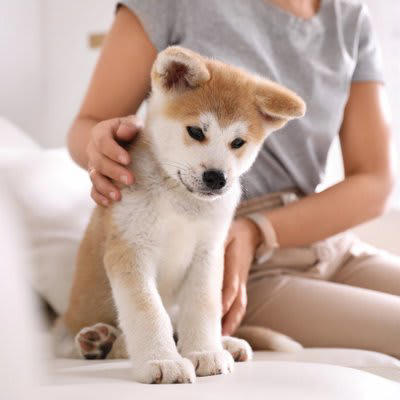 子犬を苦しませてしまう飼い主のNG行動, 1.感情的になって叱ること, 2.家族に迎えた日にお散歩に行くこと, 3.構いすぎること, 4.長時間のお留守番をさせること, 飼い主のNG行動が子犬の性格に与える影響, 臆病で攻撃的な性格にしてしまうこと, 飼い主への依存心が高く心が不安定になってしまうこと