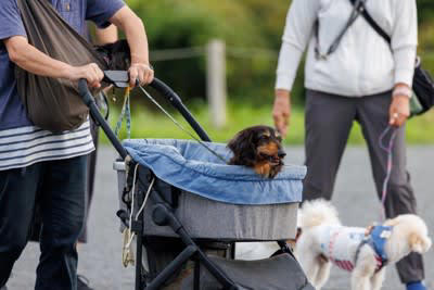 犬がみせる『老犬』のサイン５選, 1.活動量が減る, 2.以前より興味関心が薄れる, 3.被毛の色が薄くなったり白く変色する, 4.皮膚のハリがなくなる, 5.段差を嫌がるようになる, シニア期に変えるべきお世話の仕方