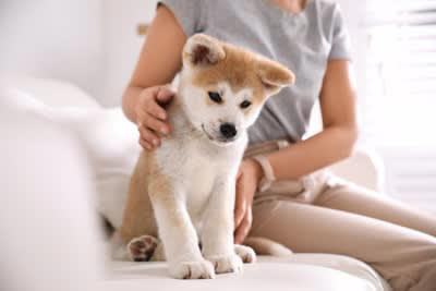 子犬を苦しませてしまう飼い主のNG行動, 1.感情的になって叱ること, 2.家族に迎えた日にお散歩に行くこと, 3.構いすぎること, 4.長時間のお留守番をさせること, 飼い主のNG行動が子犬の性格に与える影響, 臆病で攻撃的な性格にしてしまうこと, 飼い主への依存心が高く心が不安定になってしまうこと