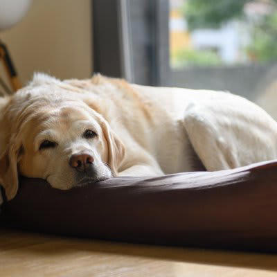 犬がみせる『老犬』のサイン５選, 1.活動量が減る, 2.以前より興味関心が薄れる, 3.被毛の色が薄くなったり白く変色する, 4.皮膚のハリがなくなる, 5.段差を嫌がるようになる, シニア期に変えるべきお世話の仕方
