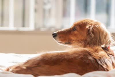 犬がみせる『老犬』のサイン５選, 1.活動量が減る, 2.以前より興味関心が薄れる, 3.被毛の色が薄くなったり白く変色する, 4.皮膚のハリがなくなる, 5.段差を嫌がるようになる, シニア期に変えるべきお世話の仕方