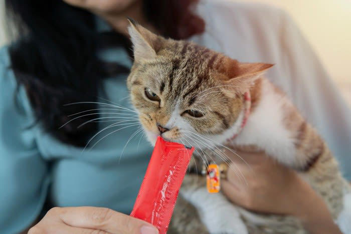1.抱っこの練習をする, 2.抱っこを「よい出来事」と結びつける, 3.猫とのコミュニケーションを見直す, 抱っこのときにやってはいけないNG行為, 抱っこのタイミングを間違える, イヤがっているのに抱っこをやめない