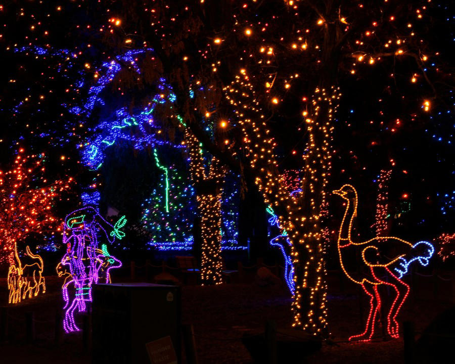 Best zoo lights, Best botanical garden lights, Best public holiday lights display, Best holiday market , Best destinations for snow