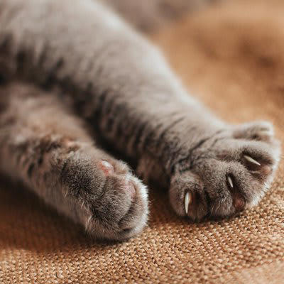 猫が手をクロスさせるときの心理5つ, 1.リラックスして安心している, 2.体をコンパクトにして保温したい, 3.軽く警戒している・様子をうかがっている, 4.安定感があり落ち着くから, 5.眠気がある・まどろんでいる, 手の組み方によって意味は変わる？, 前足を体の前でクロスしている場合, 顔の前で手をクロスしている場合, 体の横や胸元でクロスしている場合, 見かけたときの接し方や注意点