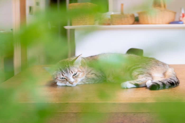 猫が手をクロスさせるときの心理5つ, 1.リラックスして安心している, 2.体をコンパクトにして保温したい, 3.軽く警戒している・様子をうかがっている, 4.安定感があり落ち着くから, 5.眠気がある・まどろんでいる, 手の組み方によって意味は変わる？, 前足を体の前でクロスしている場合, 顔の前で手をクロスしている場合, 体の横や胸元でクロスしている場合, 見かけたときの接し方や注意点