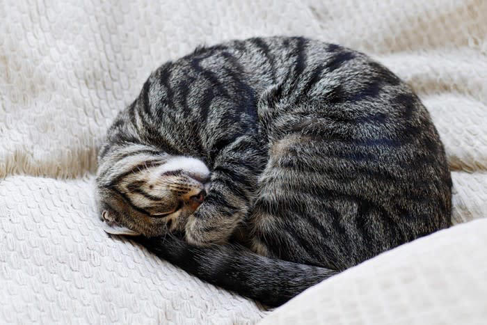 猫が手をクロスさせるときの心理5つ, 1.リラックスして安心している, 2.体をコンパクトにして保温したい, 3.軽く警戒している・様子をうかがっている, 4.安定感があり落ち着くから, 5.眠気がある・まどろんでいる, 手の組み方によって意味は変わる？, 前足を体の前でクロスしている場合, 顔の前で手をクロスしている場合, 体の横や胸元でクロスしている場合, 見かけたときの接し方や注意点