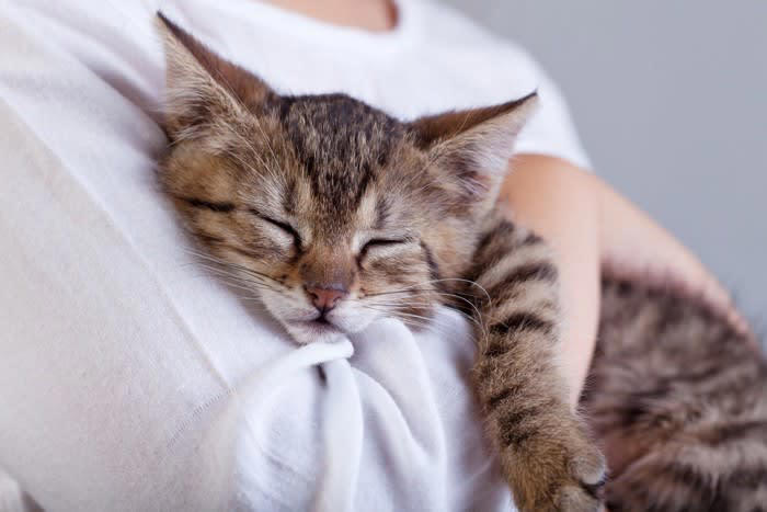 1.抱っこの練習をする, 2.抱っこを「よい出来事」と結びつける, 3.猫とのコミュニケーションを見直す, 抱っこのときにやってはいけないNG行為, 抱っこのタイミングを間違える, イヤがっているのに抱っこをやめない