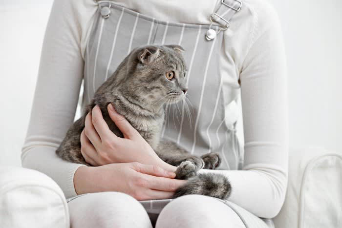 1.抱っこの練習をする, 2.抱っこを「よい出来事」と結びつける, 3.猫とのコミュニケーションを見直す, 抱っこのときにやってはいけないNG行為, 抱っこのタイミングを間違える, イヤがっているのに抱っこをやめない