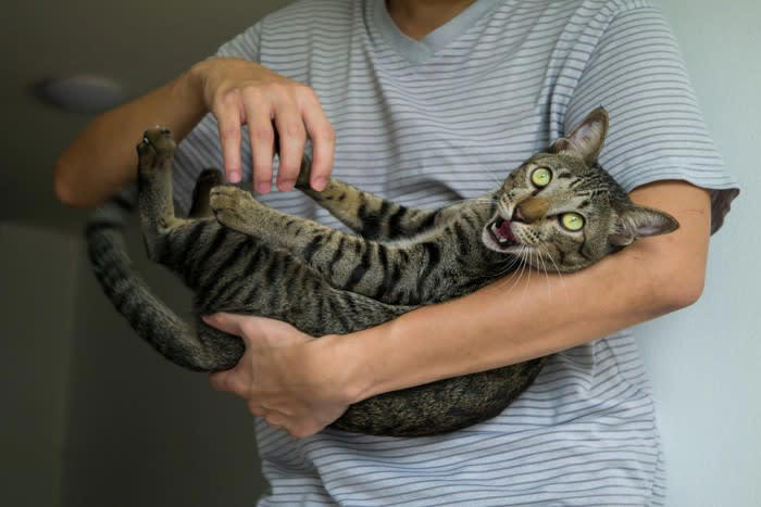 1.抱っこの練習をする, 2.抱っこを「よい出来事」と結びつける, 3.猫とのコミュニケーションを見直す, 抱っこのときにやってはいけないNG行為, 抱っこのタイミングを間違える, イヤがっているのに抱っこをやめない
