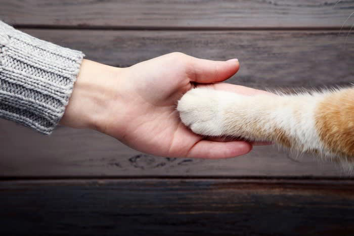 1.抱っこの練習をする, 2.抱っこを「よい出来事」と結びつける, 3.猫とのコミュニケーションを見直す, 抱っこのときにやってはいけないNG行為, 抱っこのタイミングを間違える, イヤがっているのに抱っこをやめない
