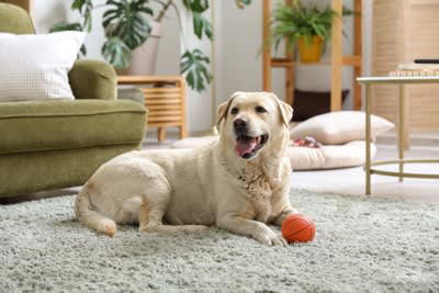 マイペースな性格の犬がやりがちな行動, 1.呼ばれてもすぐには行かない, 2.お散歩の途中で立ち止まることが多い, 3.食生活にムラがありすぎる, 4.急に遊びに興味がなくなる, マイペースな性格の犬に飼い主が理解してあげたいこと