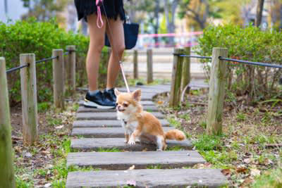 マイペースな性格の犬がやりがちな行動, 1.呼ばれてもすぐには行かない, 2.お散歩の途中で立ち止まることが多い, 3.食生活にムラがありすぎる, 4.急に遊びに興味がなくなる, マイペースな性格の犬に飼い主が理解してあげたいこと