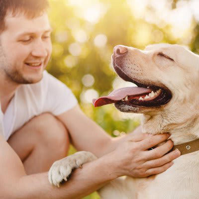 犬が「愛情を感じる」飼い主の行動6選, 1.目を見て優しく話しかける, 2.適切なタイミングでのスキンシップ, 3.安心できる「におい」, 4.穏やかで一貫した態度で接する, 5.要求にすぐ応答しない「待て」の訓練, 6.犬のサインを尊重する, 犬に「安心感」を与えるためにできること, 犬が「信頼している相手」に見せる態度とは？