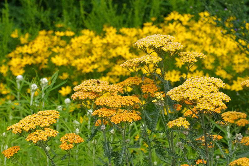 Threadleaf Coreopsis, Summer Phlox, Variegated Solomon’s Seal, Speedwell, False Indigo, Columbine, Mountain Mint, Hellebore, Asiatic Lily, Coneflowers, Arkansas Amsonia