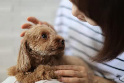 犬が上目遣いをしてくるときの心理, 2.不安なことがある, 3.期待していることがある, 4.叱らないでほしい, 犬が上目遣いをしてくるときの適切な対処法