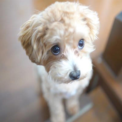 犬が上目遣いをしてくるときの心理, 2.不安なことがある, 3.期待していることがある, 4.叱らないでほしい, 犬が上目遣いをしてくるときの適切な対処法