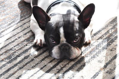 犬が上目遣いをしてくるときの心理, 2.不安なことがある, 3.期待していることがある, 4.叱らないでほしい, 犬が上目遣いをしてくるときの適切な対処法