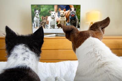 ️理解してる？犬がテレビを見ている心理, 動くものに興味がある, 暇だから見ている, 飼い主さんと同じものを見たい, ️犬にテレビを見せるときの注意点, 長時間視聴させない, テレビは低い位置に置く, 音量に気をつける