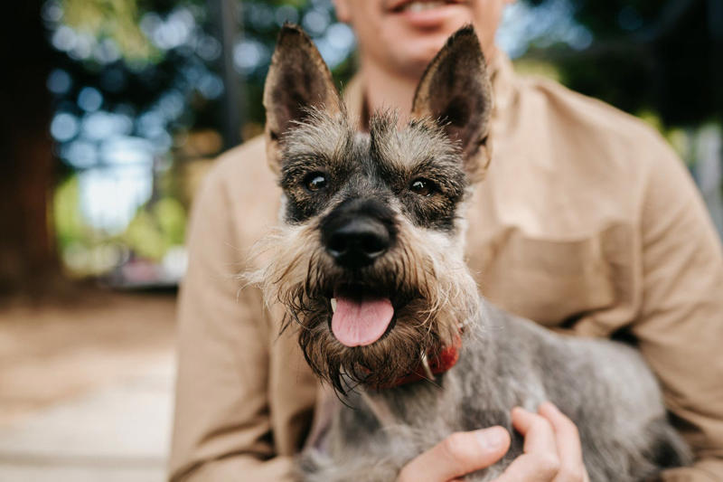 West Highland White Terrier, Shih Tzu, Standard Schnauzer, Portuguese Water Dog, French Bulldog, Coton de Tulear, Lhasa Apso, Bedlington Terrier, Yorkshire Terrier, Bichon Frise, Chinese Crested, Havanese, Scottish Terrier, Brussels Griffon, Xoloitzcuintle, Kerry Blue Terrier, Irish Water Spaniel, Lagotto Romagnolo, Bolognese, Miniature Schnauzer, Border Terrier