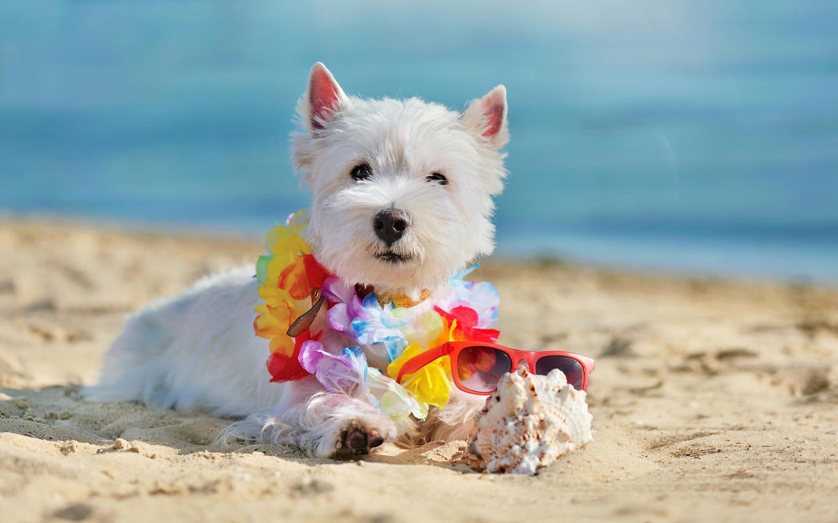 West Highland White Terrier, Shih Tzu, Standard Schnauzer, Portuguese Water Dog, French Bulldog, Coton de Tulear, Lhasa Apso, Bedlington Terrier, Yorkshire Terrier, Bichon Frise, Chinese Crested, Havanese, Scottish Terrier, Brussels Griffon, Xoloitzcuintle, Kerry Blue Terrier, Irish Water Spaniel, Lagotto Romagnolo, Bolognese, Miniature Schnauzer, Border Terrier