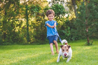 犬の引っ張り癖を治すための方法3つ, 1.リードが張ったら進まない, 2.飼い主さん主導で歩く, 3.体力を発散してから歩く練習をする, 犬の引っ張り癖を改善すべき理由, 愛犬の体に負担がかかる, 脱走や事故などのトラブル, 飼い主さんの転倒や怪我