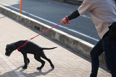 犬の引っ張り癖を治すための方法3つ, 1.リードが張ったら進まない, 2.飼い主さん主導で歩く, 3.体力を発散してから歩く練習をする, 犬の引っ張り癖を改善すべき理由, 愛犬の体に負担がかかる, 脱走や事故などのトラブル, 飼い主さんの転倒や怪我