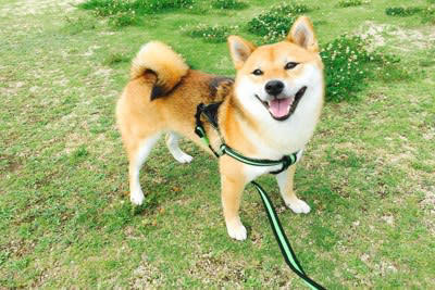 犬の引っ張り癖を治すための方法3つ, 1.リードが張ったら進まない, 2.飼い主さん主導で歩く, 3.体力を発散してから歩く練習をする, 犬の引っ張り癖を改善すべき理由, 愛犬の体に負担がかかる, 脱走や事故などのトラブル, 飼い主さんの転倒や怪我