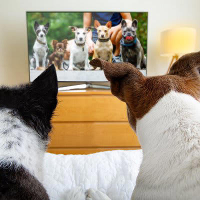 ️理解してる？犬がテレビを見ている心理, 動くものに興味がある, 暇だから見ている, 飼い主さんと同じものを見たい, ️犬にテレビを見せるときの注意点, 長時間視聴させない, テレビは低い位置に置く, 音量に気をつける
