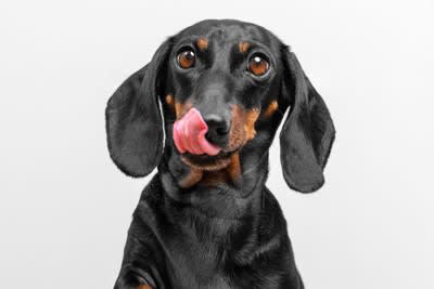 犬に顔を舐められると起こりうるリスク, 1.細菌に感染する恐れがある, 2.寄生虫に感染する恐れがある, 3.食中毒になる恐れがある, 4.アレルギー反応が引き起こされる恐れがある, 犬に顔を舐めることをやめさせる方法