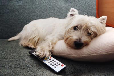 ️理解してる？犬がテレビを見ている心理, 動くものに興味がある, 暇だから見ている, 飼い主さんと同じものを見たい, ️犬にテレビを見せるときの注意点, 長時間視聴させない, テレビは低い位置に置く, 音量に気をつける