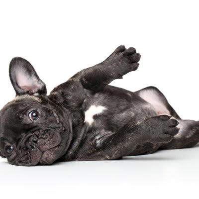 『天然』だと言われがちな犬種５選, 2.フレンチブルドッグ, 3.シベリアンハスキー, 4.ゴールデンレトリバー, 天然なワンコを飼育する際のしつけの注意点