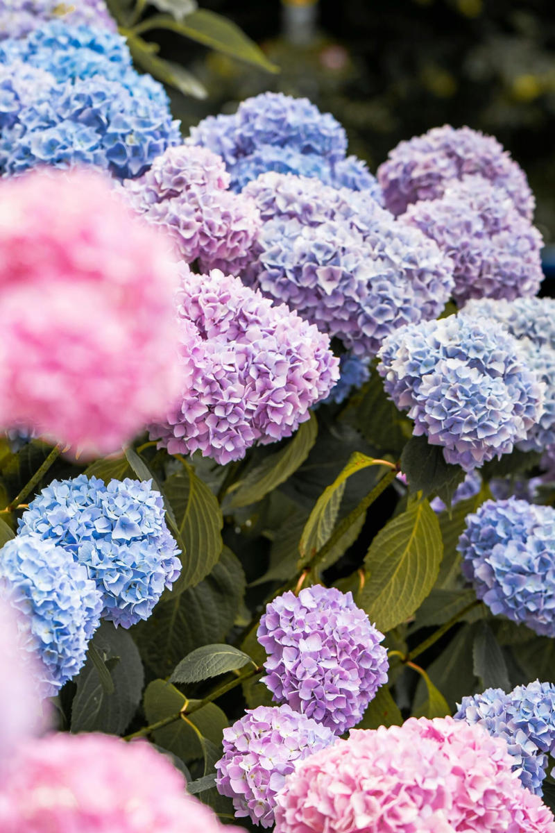 How to care for hydrangeas, How to grow hydrangeas, Hydrangea varieties, Caring for hydrangeas , How to prune hydrangeas yourself , Frequently asked questions