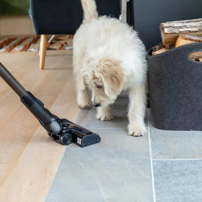 犬のストレスになりうる生活音4つ, 1.電話やインターホン, 2.テレビやスピーカー, 3.掃除機やドライヤー, 4.家電の終了音や警告音, 音を怖がってしまう原因や対策のコツ