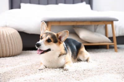 『天然』だと言われがちな犬種５選, 2.フレンチブルドッグ, 3.シベリアンハスキー, 4.ゴールデンレトリバー, 天然なワンコを飼育する際のしつけの注意点