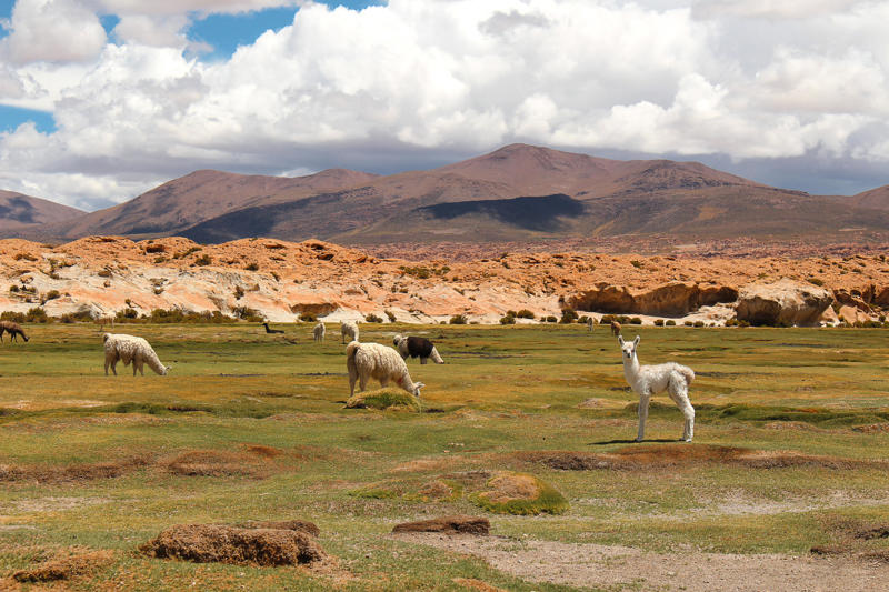 Québec, Canada, Rabat, Morocco, Milan, Italy, Oulu, Finland, Khiva, Uzbekistan, Potosí, Bolivia, Badlands National Park, North Dakota, United States, Manila, Philippines, Black Sea Coast, Turkey, Brussels, Belgium, Rio de Janeiro, Brazil, Akagera National Park, Rwanda, Vancouver, Canada, Yamagata Prefecture, Japan, Upper Carniola (Gorenjska), Slovenia, Uluru-Kata Tjuta National Park, Australia, Guimarães, Portugal, Chiriquí Province, Panama, Banff, Canada, Basque Country, Spain, Coastal Oaxaca (Costa Chica), Mexico, Maui, Hawaii, United States, Medellín, Colombia, Udaipur, India, Arusha, Tanzania, East Coast, Barbados