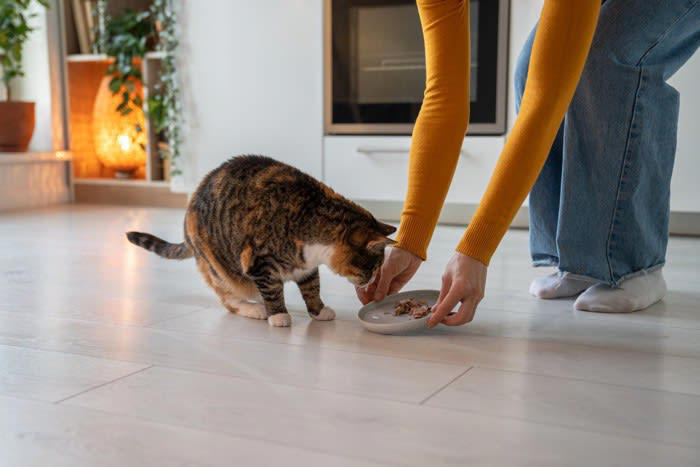猫が心を許している人に見せるサイン5つ, 1.仰向けで寝転がる, 2.スリスリ・頭突きをする, 4.甘噛みをする, 5.見つめる・ゆっくりまばたきをする, 猫に信頼してもらうためのコツ
