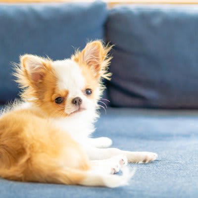『臆病』な犬種５選, 2.ヨークシャーテリア, 3.シェットランドシープドッグ, 4.ミニチュアピンシャー, 5.ポメラニアン, 気弱なワンコを怖がらせない接し方は？, 愛犬を動じない性格に育てる方法