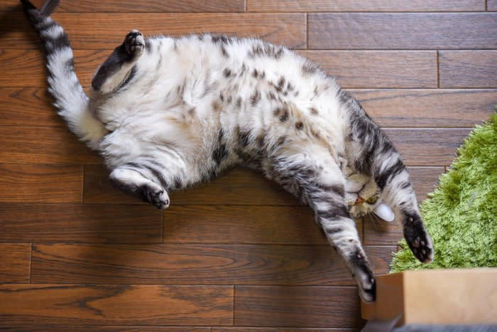 猫にとって危険なハーブ5選, 5.ローズマリー, なぜ猫は一部のハーブに弱いのか？, 猫のいる家庭で気をつけたいポイント, 精油・アロマオイルの使用は避ける, ハーブの鉢植えは手の届かない場所や入らない部屋に, ハーブティーの出し殻やティーバッグにも注意, スキンケア用品や香水もチェック
