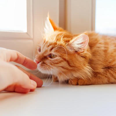猫にとって危険なハーブ5選, 5.ローズマリー, なぜ猫は一部のハーブに弱いのか？, 猫のいる家庭で気をつけたいポイント, 精油・アロマオイルの使用は避ける, ハーブの鉢植えは手の届かない場所や入らない部屋に, ハーブティーの出し殻やティーバッグにも注意, スキンケア用品や香水もチェック
