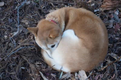 犬が寒いと感じているときの『寝方』５選, 1.身体をぎゅっと丸める, 2.鼻や顔を隠して眠る, 3.毛布にくるまる、潜る, 4.飼い主に身体を密着させる, 5.眠りながら時折小刻みに震える, 今すぐ実践できる愛犬が安眠するための防寒対策