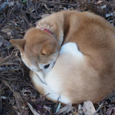 犬が寒いと感じているときの『寝方』５選, 1.身体をぎゅっと丸める, 2.鼻や顔を隠して眠る, 3.毛布にくるまる、潜る, 4.飼い主に身体を密着させる, 5.眠りながら時折小刻みに震える, 今すぐ実践できる愛犬が安眠するための防寒対策