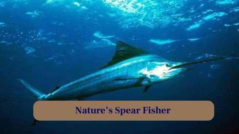 1. Spearing Through the Deep: With a pointed bill, the Giant Marlin swiftly pierces water, hunting fish and squid with deadly precision in open seas. (Image: Canva), 2. Masters of Speed and Strength: These ocean predators reach speeds of up to 50 mph, leaping powerfully above waves in dramatic, awe-inspiring displays of force. (Image: Canva), 3. Ultimate Predator of the Blue: Every movement is calculated; their streamlined body allows stealthy approaches before a sudden, explosive attack on unsuspecting prey. (Image: Canva), 4. Legend of the Open Sea: Marlin have fascinated humans for centuries, inspiring tales of gigantic leaps, epic battles, and legendary fishing expeditions worldwide. (Image: Canva), 5. Nature's Spear Fisher: Their long, spear-like rostrum is not just for show, it stuns prey and helps them dominate their watery hunting grounds. (Image: Canva), 6. From Surface to Depths: They dive hundreds of feet to hunt, blending agility and strength in a stunning display of underwater mastery. (Image: Canva), 7. Marlin's Epic Battle: Anglers worldwide seek these giants, enduring exhausting fights that test stamina, skill and respect for nature’s ocean titan. (Image: Canva), 8. Life in Motion: From sudden leaps to deep dives, every moment captures the Giant Marlin’s relentless energy and vitality in the water. (Image: Canva), 9. Glimpse of Power and Grace: Every muscle, every fin, moves with precision, combining brute force and elegance that captivates photographers and marine biologists alike. (Image: Canva), 10. Thrill of the Chase: Witnessing a Marlin hunt is adrenaline-filled. Fish scatter while this apex predator commands the watery battlefield. (Image: Canva)
