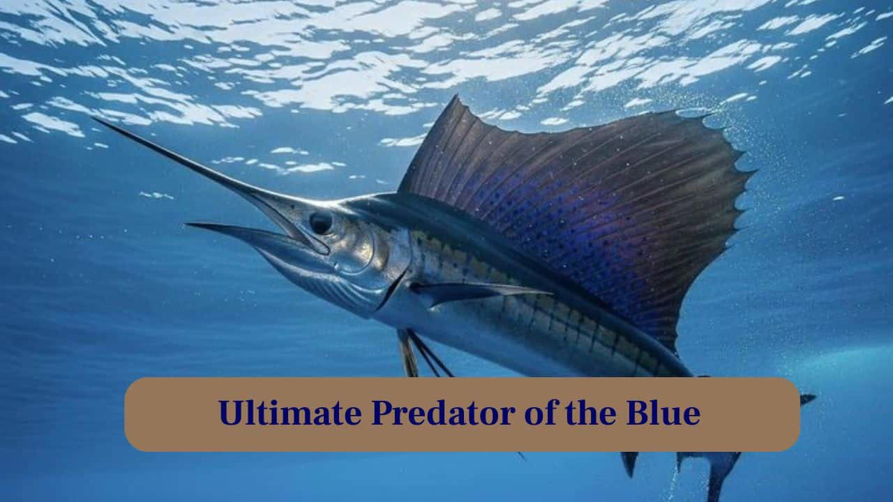 1. Spearing Through the Deep: With a pointed bill, the Giant Marlin swiftly pierces water, hunting fish and squid with deadly precision in open seas. (Image: Canva), 2. Masters of Speed and Strength: These ocean predators reach speeds of up to 50 mph, leaping powerfully above waves in dramatic, awe-inspiring displays of force. (Image: Canva), 3. Ultimate Predator of the Blue: Every movement is calculated; their streamlined body allows stealthy approaches before a sudden, explosive attack on unsuspecting prey. (Image: Canva), 4. Legend of the Open Sea: Marlin have fascinated humans for centuries, inspiring tales of gigantic leaps, epic battles, and legendary fishing expeditions worldwide. (Image: Canva), 5. Nature's Spear Fisher: Their long, spear-like rostrum is not just for show, it stuns prey and helps them dominate their watery hunting grounds. (Image: Canva), 6. From Surface to Depths: They dive hundreds of feet to hunt, blending agility and strength in a stunning display of underwater mastery. (Image: Canva), 7. Marlin's Epic Battle: Anglers worldwide seek these giants, enduring exhausting fights that test stamina, skill and respect for nature’s ocean titan. (Image: Canva), 8. Life in Motion: From sudden leaps to deep dives, every moment captures the Giant Marlin’s relentless energy and vitality in the water. (Image: Canva), 9. Glimpse of Power and Grace: Every muscle, every fin, moves with precision, combining brute force and elegance that captivates photographers and marine biologists alike. (Image: Canva), 10. Thrill of the Chase: Witnessing a Marlin hunt is adrenaline-filled. Fish scatter while this apex predator commands the watery battlefield. (Image: Canva)