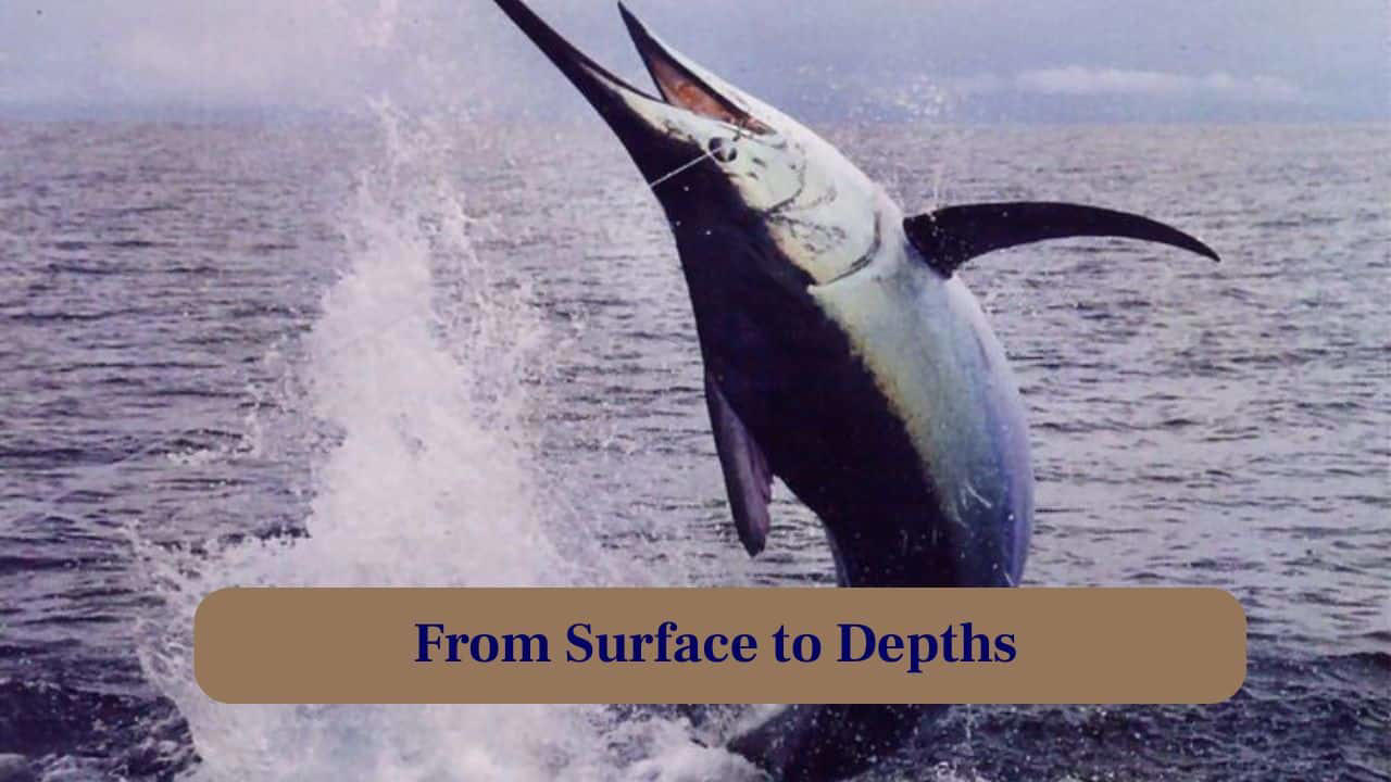 1. Spearing Through the Deep: With a pointed bill, the Giant Marlin swiftly pierces water, hunting fish and squid with deadly precision in open seas. (Image: Canva), 2. Masters of Speed and Strength: These ocean predators reach speeds of up to 50 mph, leaping powerfully above waves in dramatic, awe-inspiring displays of force. (Image: Canva), 3. Ultimate Predator of the Blue: Every movement is calculated; their streamlined body allows stealthy approaches before a sudden, explosive attack on unsuspecting prey. (Image: Canva), 4. Legend of the Open Sea: Marlin have fascinated humans for centuries, inspiring tales of gigantic leaps, epic battles, and legendary fishing expeditions worldwide. (Image: Canva), 5. Nature's Spear Fisher: Their long, spear-like rostrum is not just for show, it stuns prey and helps them dominate their watery hunting grounds. (Image: Canva), 6. From Surface to Depths: They dive hundreds of feet to hunt, blending agility and strength in a stunning display of underwater mastery. (Image: Canva), 7. Marlin's Epic Battle: Anglers worldwide seek these giants, enduring exhausting fights that test stamina, skill and respect for nature’s ocean titan. (Image: Canva), 8. Life in Motion: From sudden leaps to deep dives, every moment captures the Giant Marlin’s relentless energy and vitality in the water. (Image: Canva), 9. Glimpse of Power and Grace: Every muscle, every fin, moves with precision, combining brute force and elegance that captivates photographers and marine biologists alike. (Image: Canva), 10. Thrill of the Chase: Witnessing a Marlin hunt is adrenaline-filled. Fish scatter while this apex predator commands the watery battlefield. (Image: Canva)