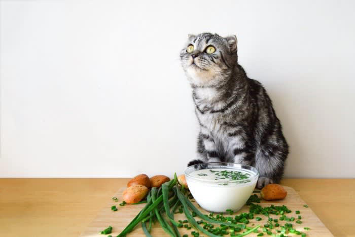 1.不適切なケアをする, 2.危険性のある食材を与える, 3.住環境を汚いままにする, 4.大きな音や怒鳴り声をあげる