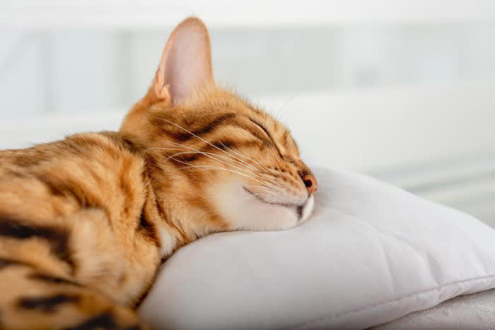 猫が飼い主の枕で寝ようとする理由5選, 1.飼い主のニオイがして安心, 2.暖かくて居心地イイ, 3.飼い主への愛情表現, 4.すこし高い位置が特別感, 5.テリトリーを示すため, 枕元の愛猫と安心して眠るためのポイント