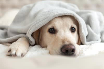 犬が寒いと感じているときの『寝方』５選, 1.身体をぎゅっと丸める, 2.鼻や顔を隠して眠る, 3.毛布にくるまる、潜る, 4.飼い主に身体を密着させる, 5.眠りながら時折小刻みに震える, 今すぐ実践できる愛犬が安眠するための防寒対策
